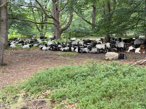 Lüneburger Heide: Einem Sand - Niederhaverbeck