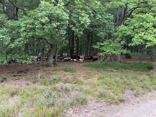 Lüneburger Heide: Einem Sand - Niederhaverbeck