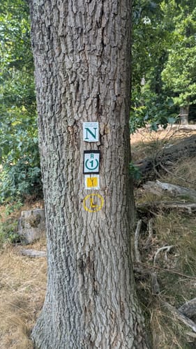 Rundwanderweg Reichelsheim 1: Sagenweg Wildweibchenstein