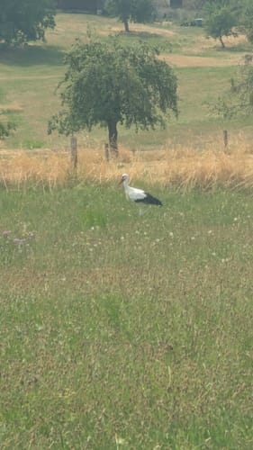 Rundwanderweg Reichelsheim 1: Sagenweg Wildweibchenstein