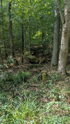 Rundwanderweg Reichelsheim 1: Sagenweg Wildweibchenstein