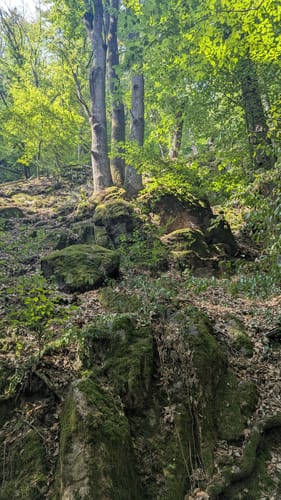 Rundwanderweg Reichelsheim 1: Sagenweg Wildweibchenstein
