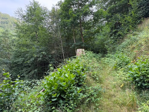 Rund um Zorge und durch das Wolfbachtal