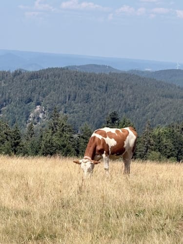 U(h)rwaldpfad Rohrhardsberg (Genießerpfad)
