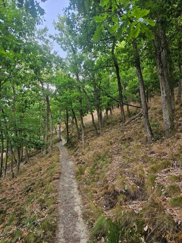 Altlayer Schweiz (Traumschleife)