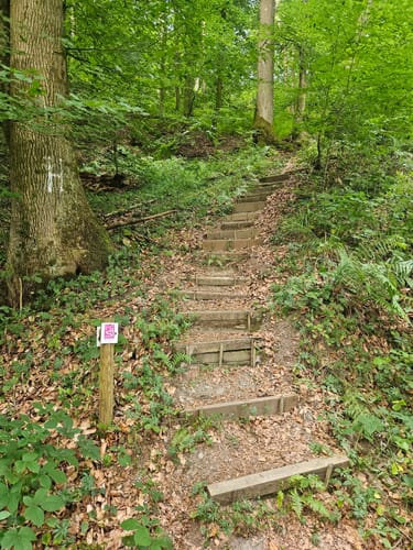 Altlayer Schweiz (Traumschleife)