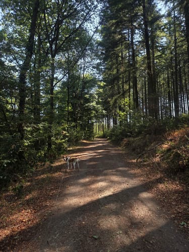 Mattheiser Wald Rundweg I