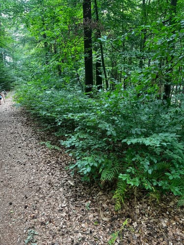 Von Schopp zur Traubeneiche