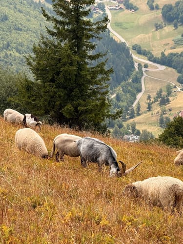 Wanderung auf den Belchen