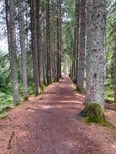 Windgfällweiher ab Altglashütten