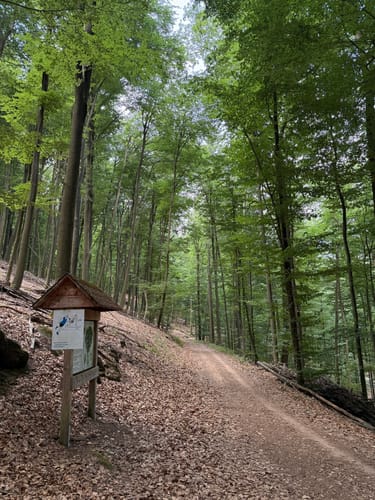 Von Schopp zur Traubeneiche