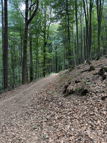 Von Schopp zur Traubeneiche