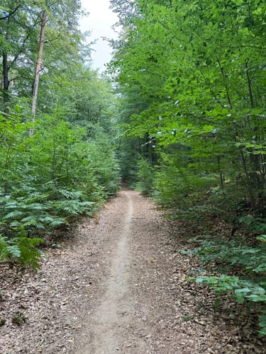 Von Schopp zur Traubeneiche