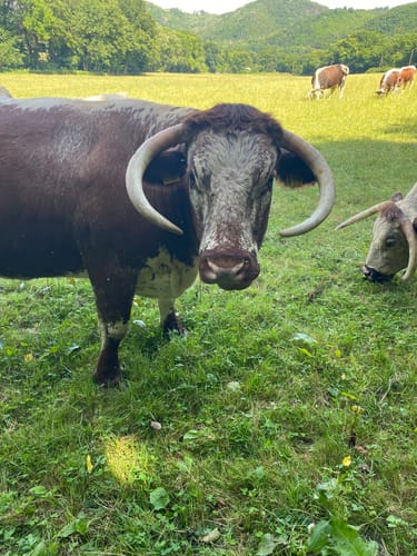 Durch die Wälder an der Rur