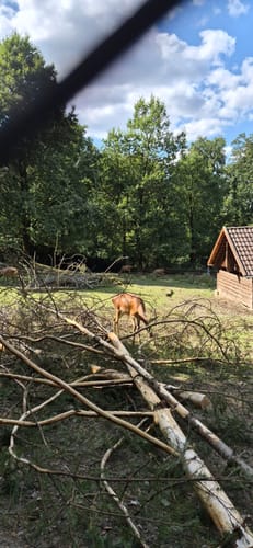Grünfuchs-Pfad