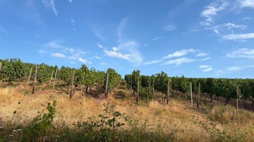 Stein, Wein & Farbe (VitalTour)