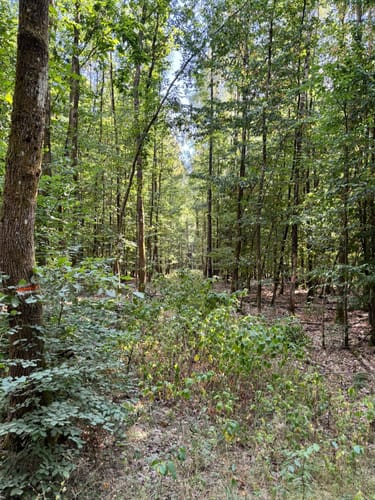 Wald- und Wiesenwanderung bei Loheland