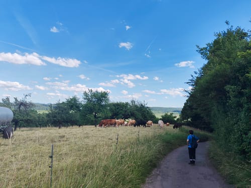 Hirschauer Spitzbergwegle (Premiumspazierwanderweg)