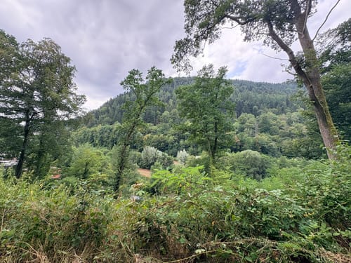 Wildes Monbachtal