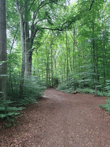 Durch den Aplerbecker und Schwerter Wald