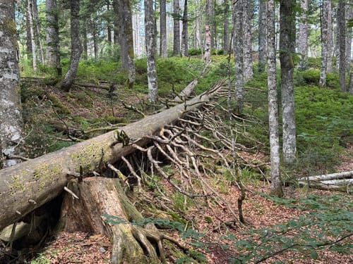 Caritashaus-Feldsee-Rundweg