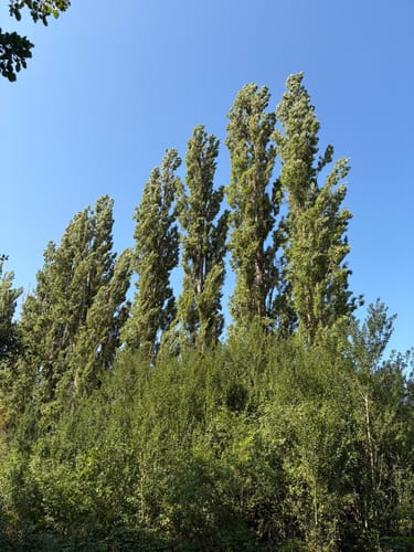 Hochwildpark Rheinland und Katzensteine