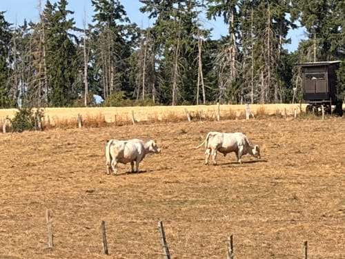 Hochwildpark Rheinland und Katzensteine
