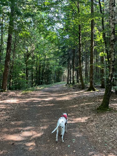 Zauberwald (Premiumspazierwanderweg)
