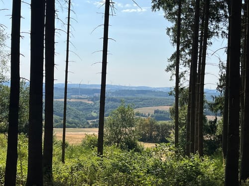 Zauberwald (Premiumspazierwanderweg)