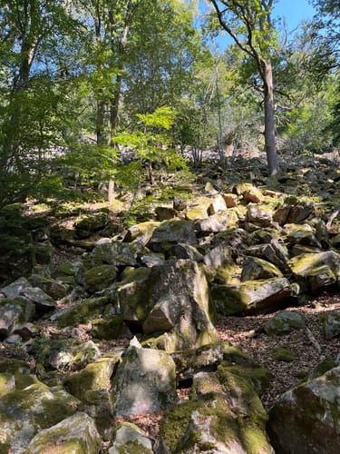 Zauberwald (Premiumspazierwanderweg)