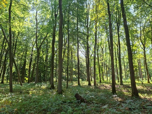 Lindenhorst - Grävingholz