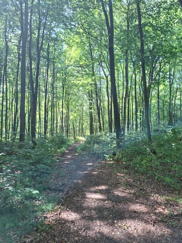 Lindenhorst - Grävingholz