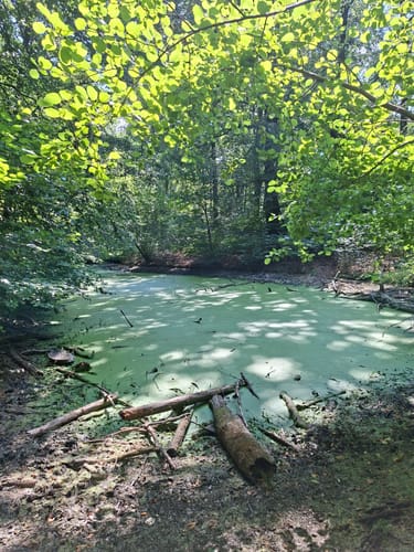 Lindenhorst - Grävingholz