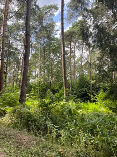 Materborn: Bergtour im Reichswald (A1)