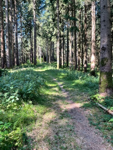Laubenberg -Kapf -Eistobel Rundweg
