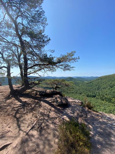Dimbacher Buntsandstein Höhenweg (Premiumwanderweg)