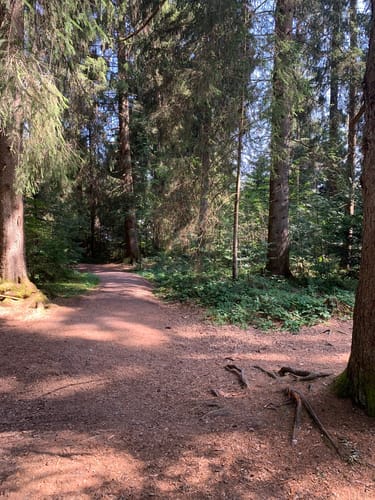 Evernius' Naturerlebnispfad Hinterzarten