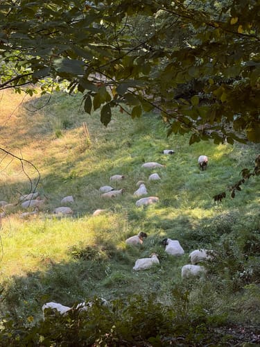 Rundwanderweg Dossenheim 3