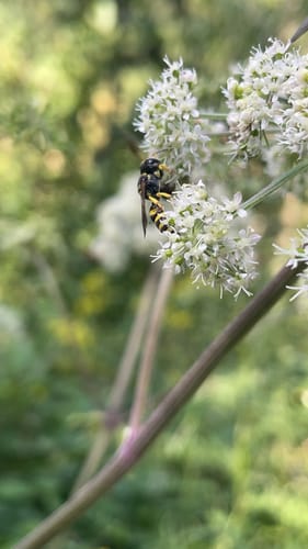 HeimatSpur MaareGlück
