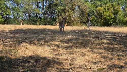 Freisen: Klöppchen und Sparrenberg