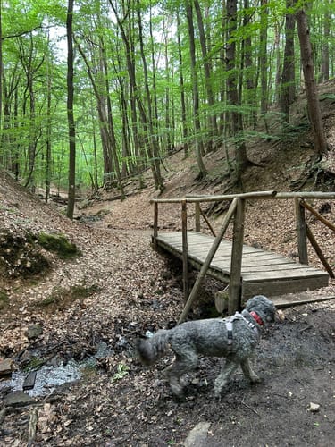 Morgenbachtal Rundweg ab Burg Rheinstein