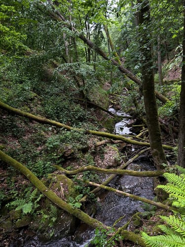 Morgenbachtal Rundweg ab Burg Rheinstein