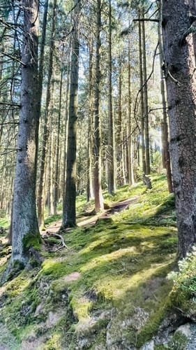 Auf den Ettelsberg ab Willingen