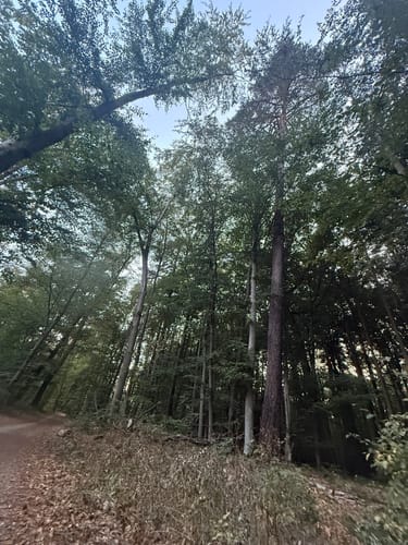 In den Frankfurter Stadtwald