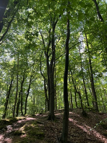 Neukirchner Höhlenweg