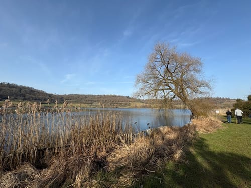 Weinfelder Maar - Mäuseberg - Schalkenmehrener Maar