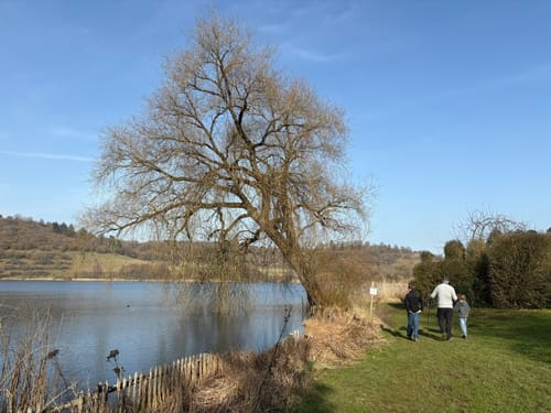 Weinfelder Maar - Mäuseberg - Schalkenmehrener Maar