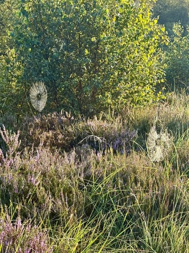 Das Sandhausener und Hamberger Moor