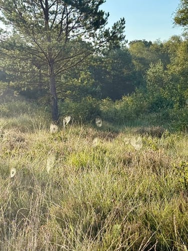Das Sandhausener und Hamberger Moor