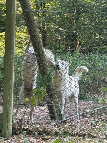 Wolfsweg (Traumschleife)
